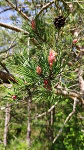 Attēlu rezultāti vaicājumam “Pinus sylvestris var. borussica”