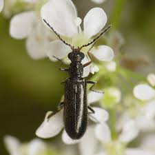 Attēlu rezultāti vaicājumam “Dasytes caeruleus imago”