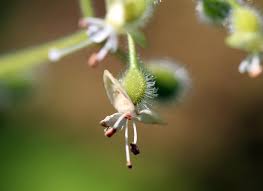 Attēlu rezultāti vaicājumam “Circaea lutetiana bud”