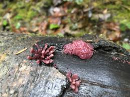 Attēlu rezultāti vaicājumam “Ascocoryne sarcoides”