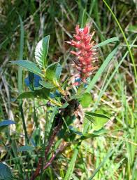 Attēlu rezultāti vaicājumam “Salix x doniana”