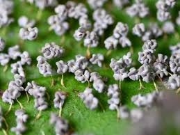 Attēlu rezultāti vaicājumam “Badhamia capsulifera sessile”
