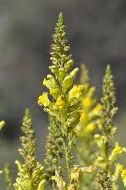 Attēlu rezultāti vaicājumam “Linaria loeselii”