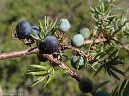 Attēlu rezultāti vaicājumam “Juniperus communis fruit”