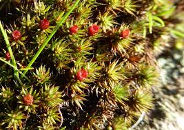 Attēlu rezultāti vaicājumam “Polytrichum piliferum sporophyte”