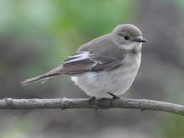 Attēlu rezultāti vaicājumam “Ficedula hypoleuca juvenile”