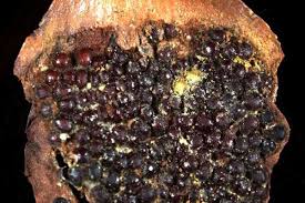 Attēlu rezultāti vaicājumam “Pucciniastrum areolatum”