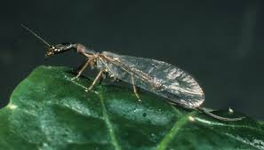 Attēlu rezultāti vaicājumam “Raphidia larva”