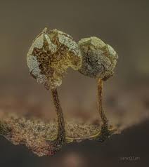 Attēlu rezultāti vaicājumam “Physarum flavicomum stalked”