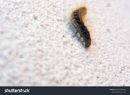 Attēlu rezultāti vaicājumam “Malacosoma castrensis male”