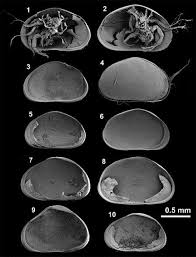 Attēlu rezultāti vaicājumam “Heterotrichia oerstedii (syn. Arcyria oerstedii) sessile”