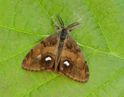 Attēlu rezultāti vaicājumam “Orgyia antiqua”