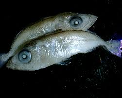 Image result for Euthynnus alletteratus