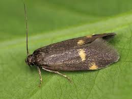 Attēlu rezultāti vaicājumam “Borkhausenia minutella”