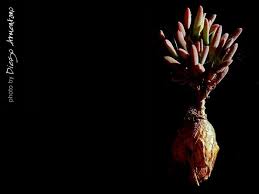 Attēlu rezultāti vaicājumam “Diderma montanum macro”