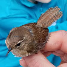 Attēlu rezultāti vaicājumam “Troglodytes troglodytes”