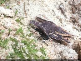 Attēlu rezultāti vaicājumam “Diphyus latebricola”