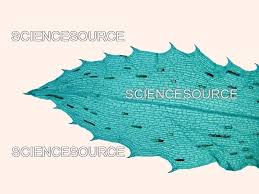 Attēlu rezultāti vaicājumam “Hydrilla verticillata leaf”