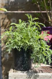 Image result for Artemisia gmelinii