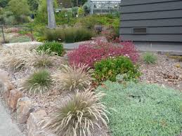 Attēlu rezultāti vaicājumam “Calamagrostis canescens leaf”