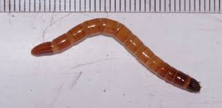 Attēlu rezultāti vaicājumam “Elateridae larva”