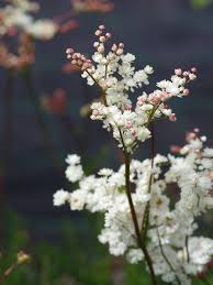 Image result for Filipendula vulgaris