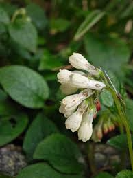 Attēlu rezultāti vaicājumam “Symphytum grandiflorum flower”
