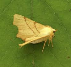 Attēlu rezultāti vaicājumam “Ennomos erosaria”