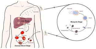 Attēlu rezultāti vaicājumam “Diachea muscorum plasmodium”