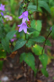 Attēlu rezultāti vaicājumam “Campanula trachelium bud”