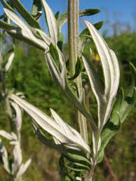 Attēlu rezultāti vaicājumam “Artemisia vulgaris flower”