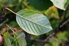 Attēlu rezultāti vaicājumam “Frangula alnus leaf”