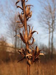 Attēlu rezultāti vaicājumam “Oenothera biennis bud”