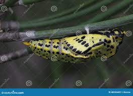 Attēlu rezultāti vaicājumam “Aporia crataegi pupa”