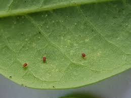 Attēlu rezultāti vaicājumam “Panonychus”