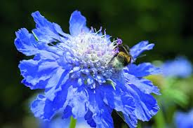 Image result for scabiosa caucasica