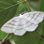 Attēlu rezultāti vaicājumam “Cabera pusaria male”