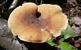 Attēlu rezultāti vaicājumam “Polyporus ciliatus”
