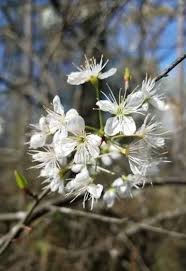 Attēlu rezultāti vaicājumam “Prunus (plum-tree) flower”