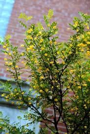 Attēlu rezultāti vaicājumam “Caragana arborescens flower”