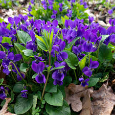 Image result for violet