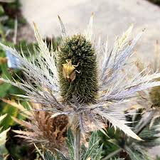 Image result for Blaudistel