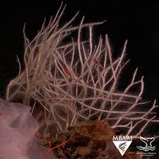 Attēlu rezultāti vaicājumam “Tubifera applanata macro”