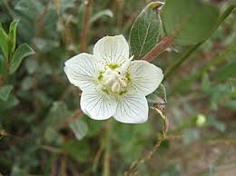 Attēlu rezultāti vaicājumam “Parnassia palustris bud”