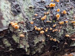 Attēlu rezultāti vaicājumam “Lachnellula willkommii”