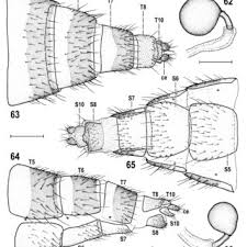 Attēlu rezultāti vaicājumam “Badhamia capsulifera stalked”