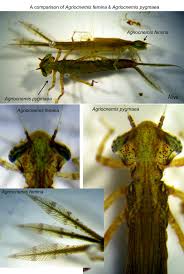 Attēlu rezultāti vaicājumam “Licea pygmaea macro”