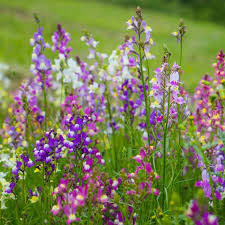 Attēlu rezultāti vaicājumam “Linaria vulgaris”