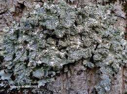 Attēlu rezultāti vaicājumam “Punctelia subrudecta”