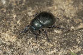 Attēlu rezultāti vaicājumam “Trypocopris vernalis”